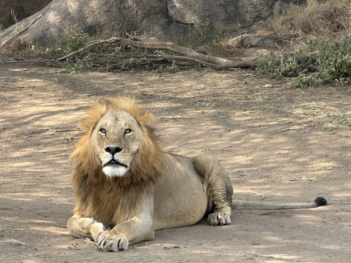 Leopard Tours LTD — tour operator in Nelson Mandela Rd, Tanzania – photo 6