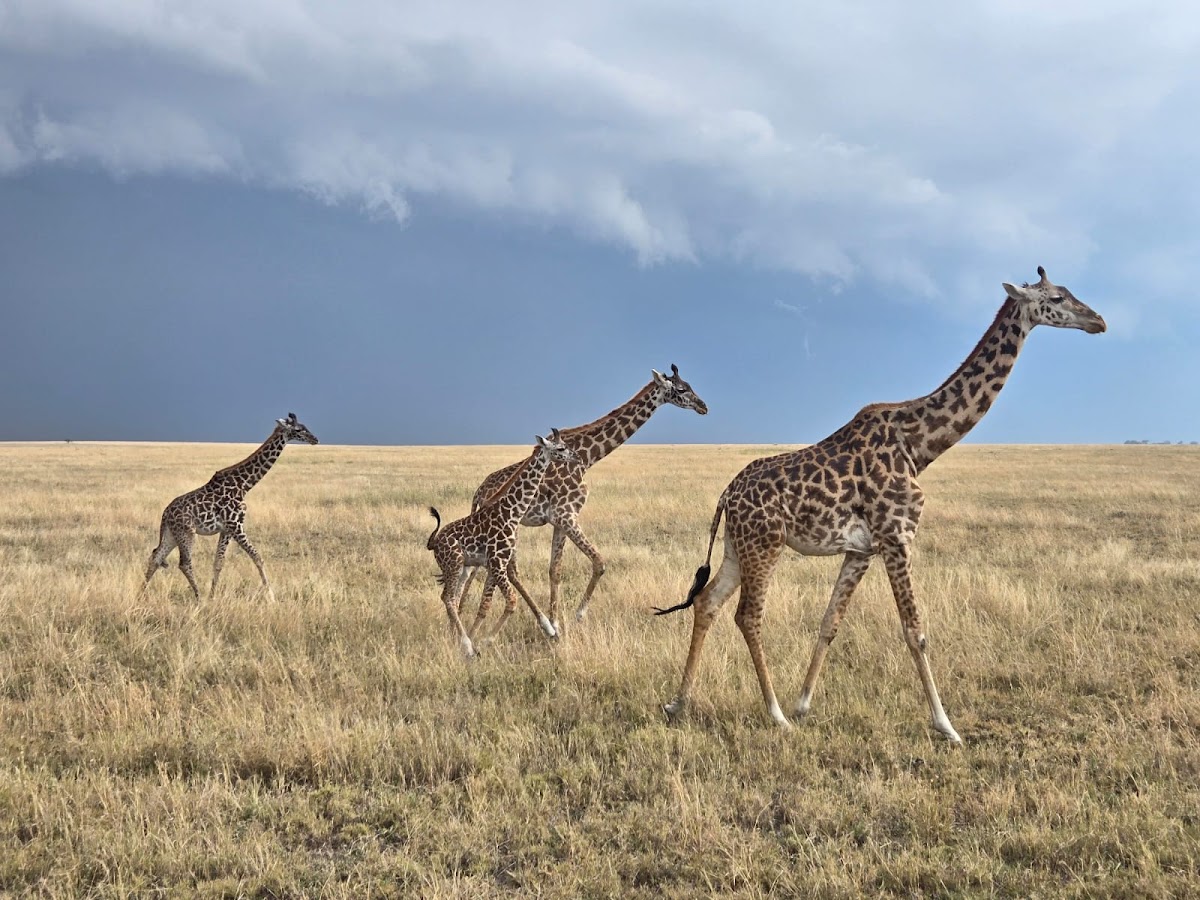 Leopard Tours LTD — tour operator in Nelson Mandela Rd, Tanzania – photo 4