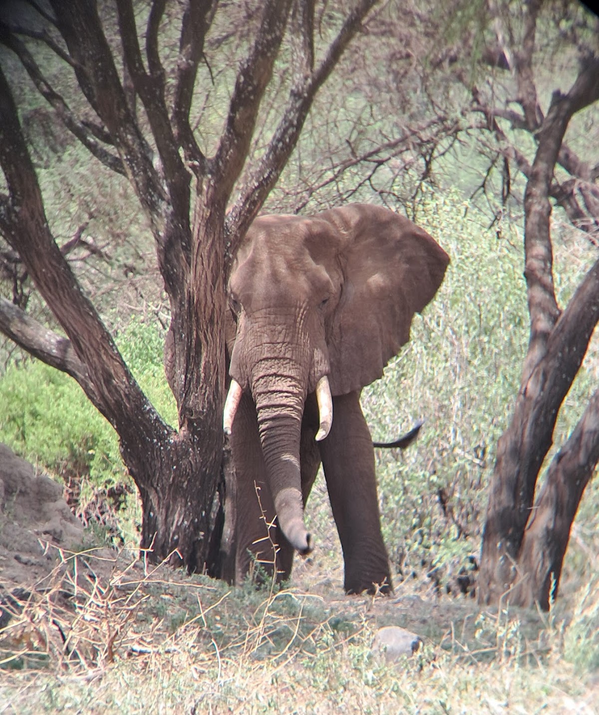 Leopard Tours LTD — tour operator in Nelson Mandela Rd, Tanzania – photo 2