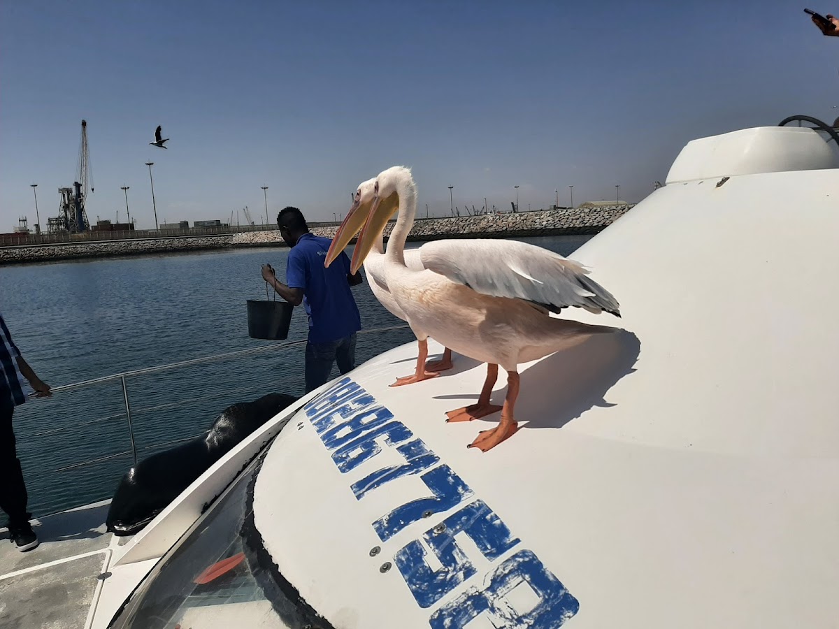 Walvis Bay Tours — tour operator in Atlantic Street, Namibia – photo 5