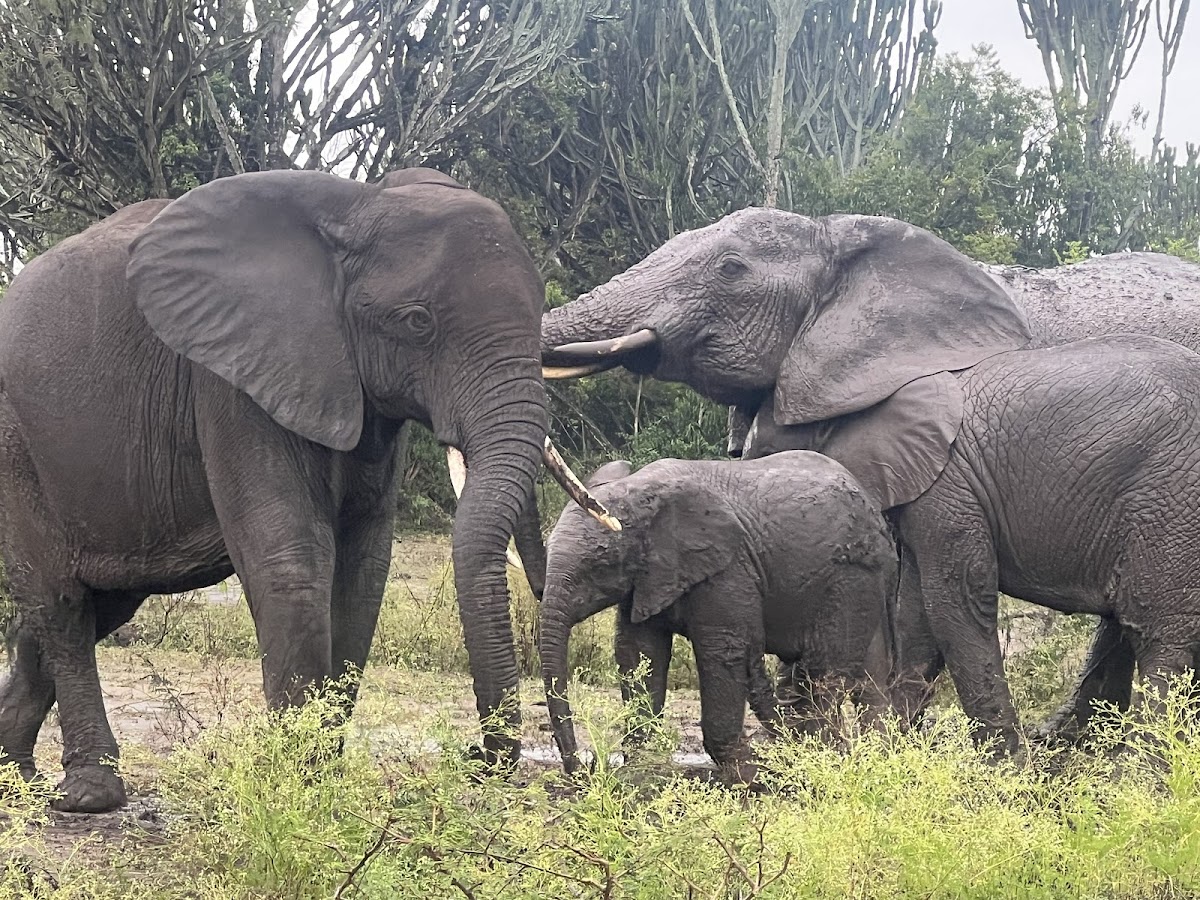 Enchanted Uganda Safaris — tour operator in Uganda – photo 6