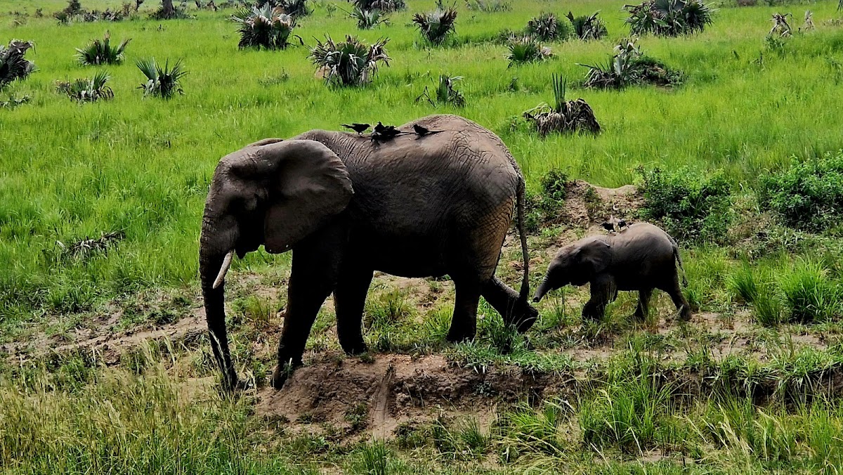 Enchanted Uganda Safaris — tour operator in Uganda – photo 5