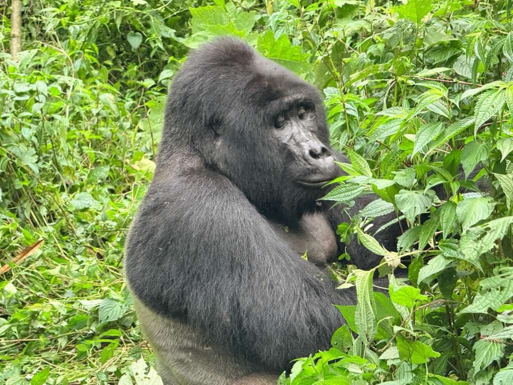Enchanted Uganda Safaris — tour operator in Uganda – photo 3