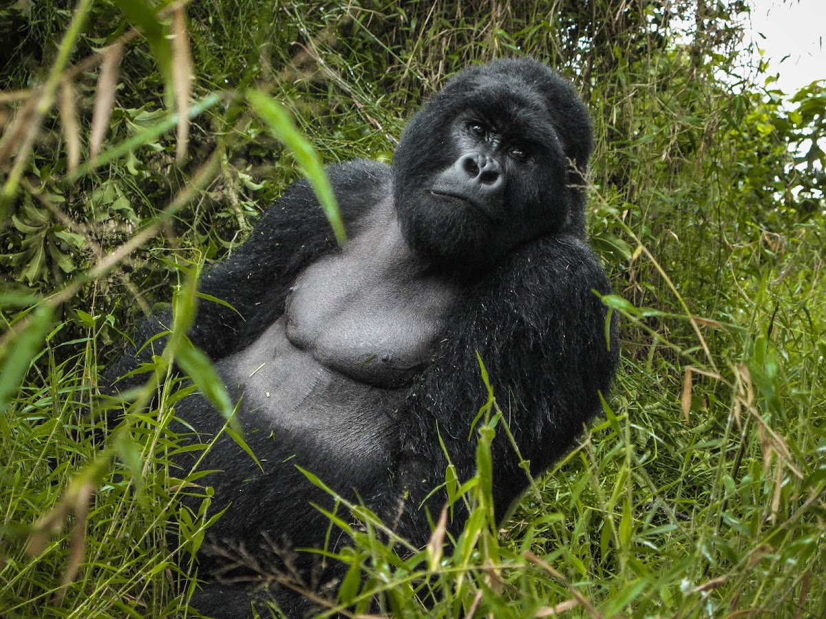 Enchanted Uganda Safaris — tour operator in Uganda – photo 1
