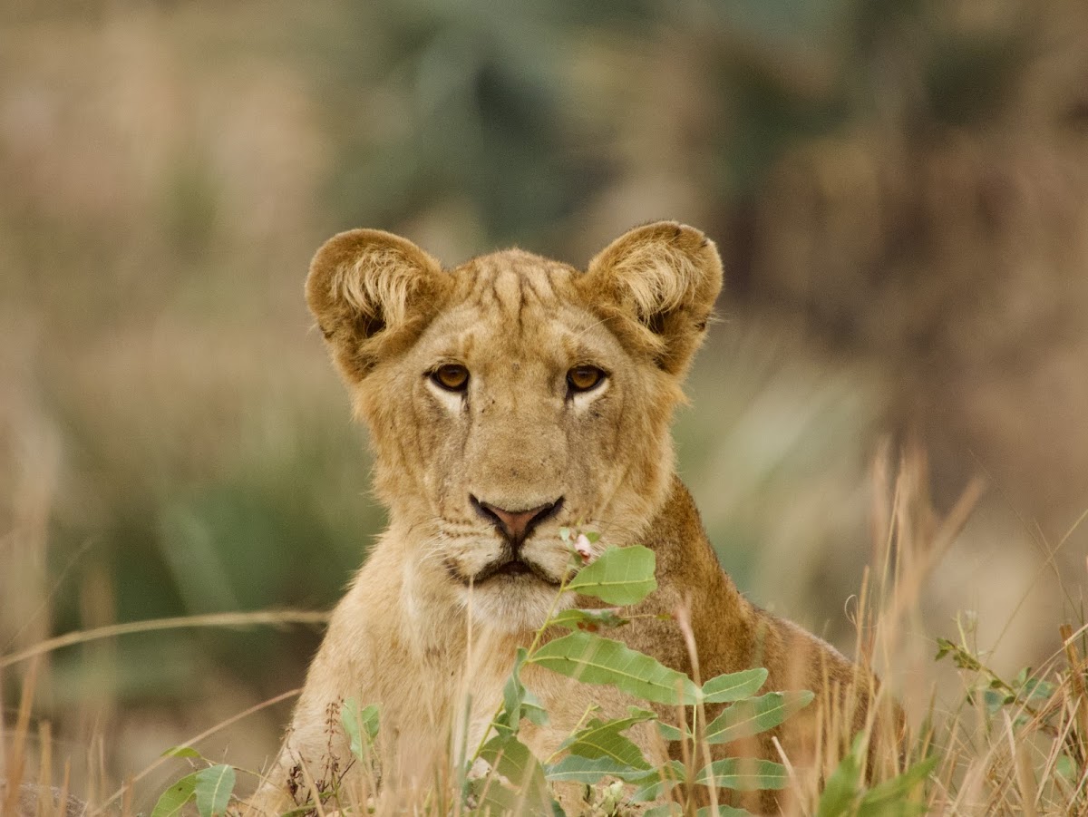 Enchanted Uganda Safaris — tour operator in Uganda – photo 4