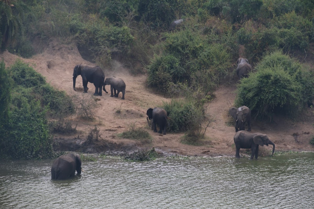 Enchanted Uganda Safaris — tour operator in Uganda – photo 2