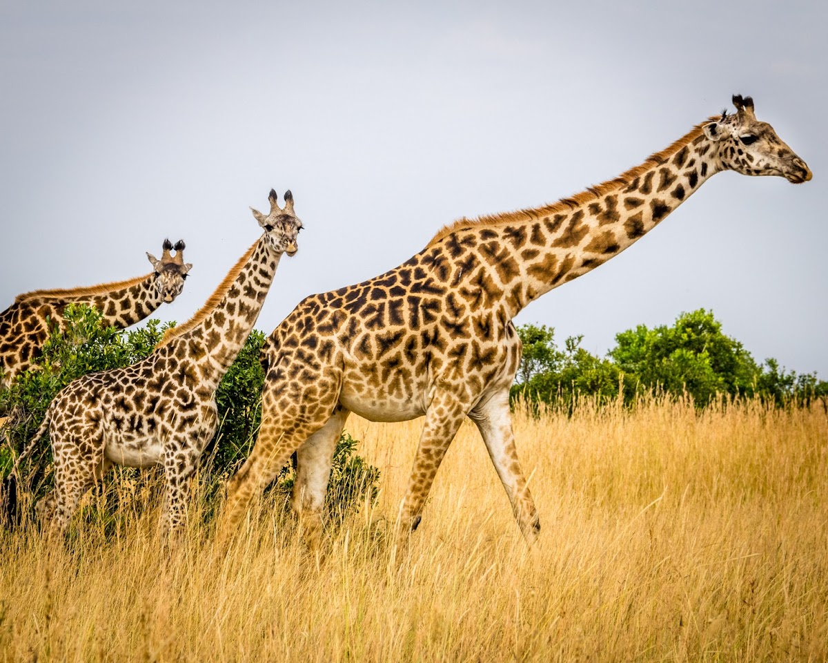 ISMANI TOURS AND SAFARIS: Best Kilimanjaro Tour Operator | Tanzania Safari Tour Company | Serengeti Safaris | Arusha & Moshi — tour operator in kengereudongo Rd, Tanzania – photo 1