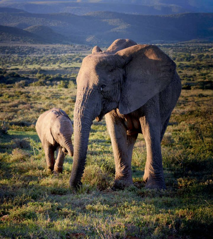 ISMANI TOURS AND SAFARIS: Best Kilimanjaro Tour Operator | Tanzania Safari Tour Company | Serengeti Safaris | Arusha & Moshi — tour operator in kengereudongo Rd, Tanzania – photo 2
