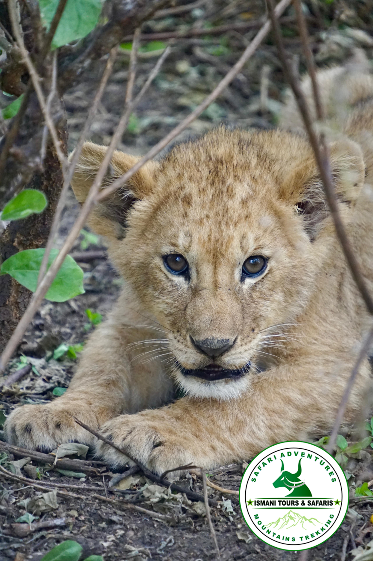 ISMANI TOURS AND SAFARIS: Best Kilimanjaro Tour Operator | Tanzania Safari Tour Company | Serengeti Safaris | Arusha & Moshi — tour operator in kengereudongo Rd, Tanzania – photo 4
