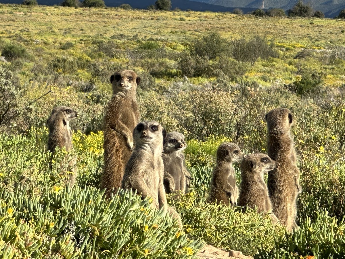 African Blue Tours — tour operator in Cape Town, South Africa – photo 6