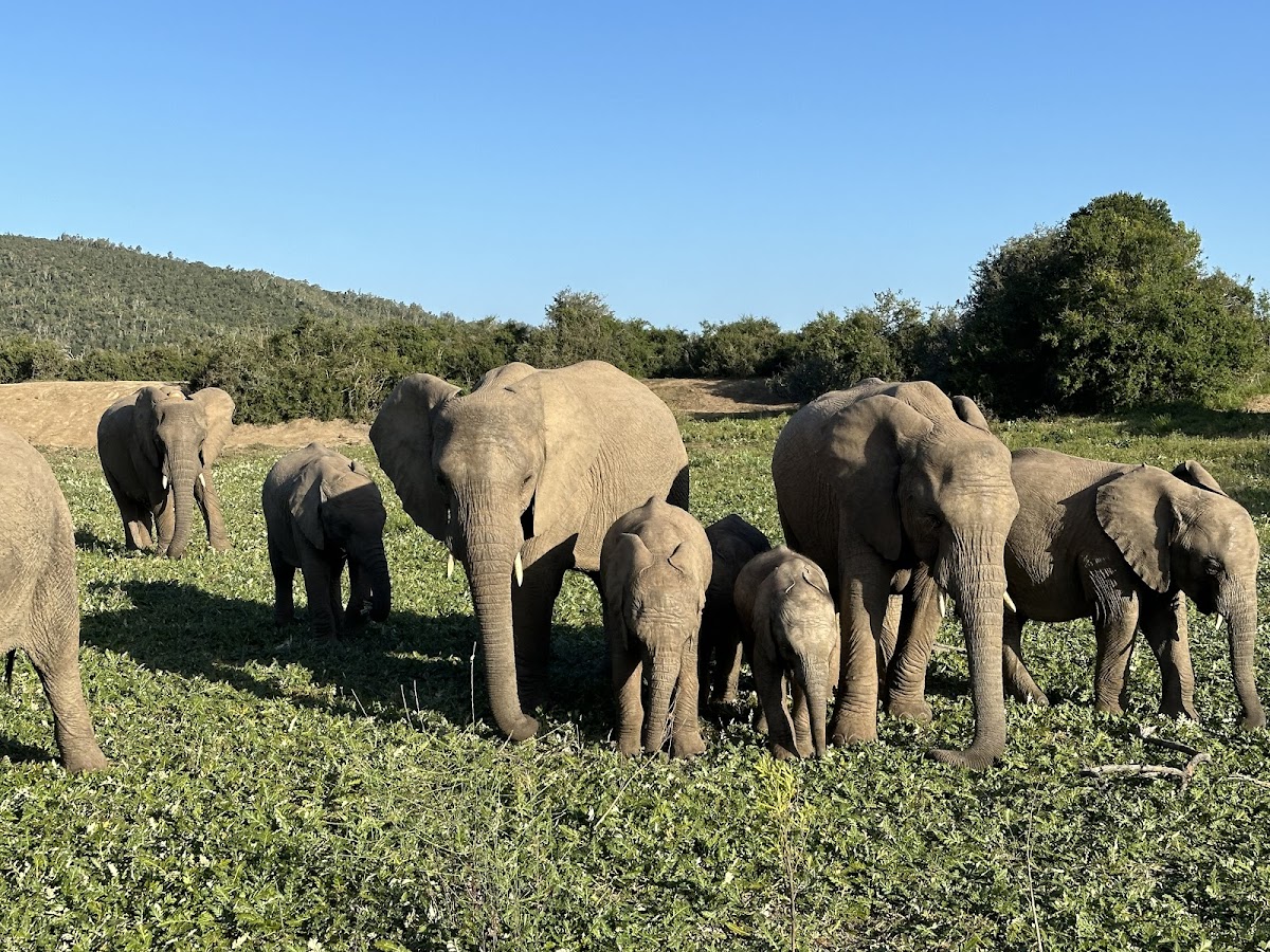 African Blue Tours — tour operator in Cape Town, South Africa – photo 4