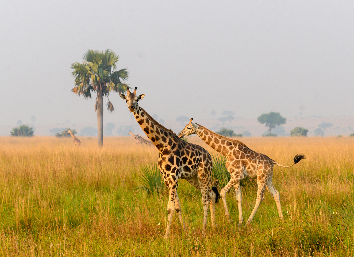 Alpha Adventure Safaris — tour operator in LifeCenter Church, Uganda – photo 5