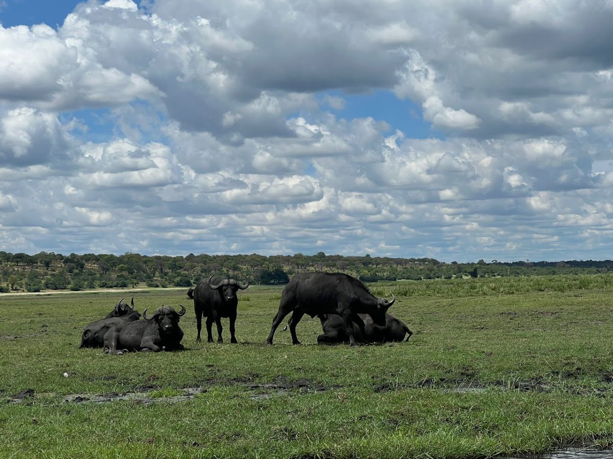 Maano Adventures - Zambezi Rafting — tour operator in Plot 5058 John Hunt Way Room FB 03 Queens Park Building Livingstone ZM, Zambia – photo 4