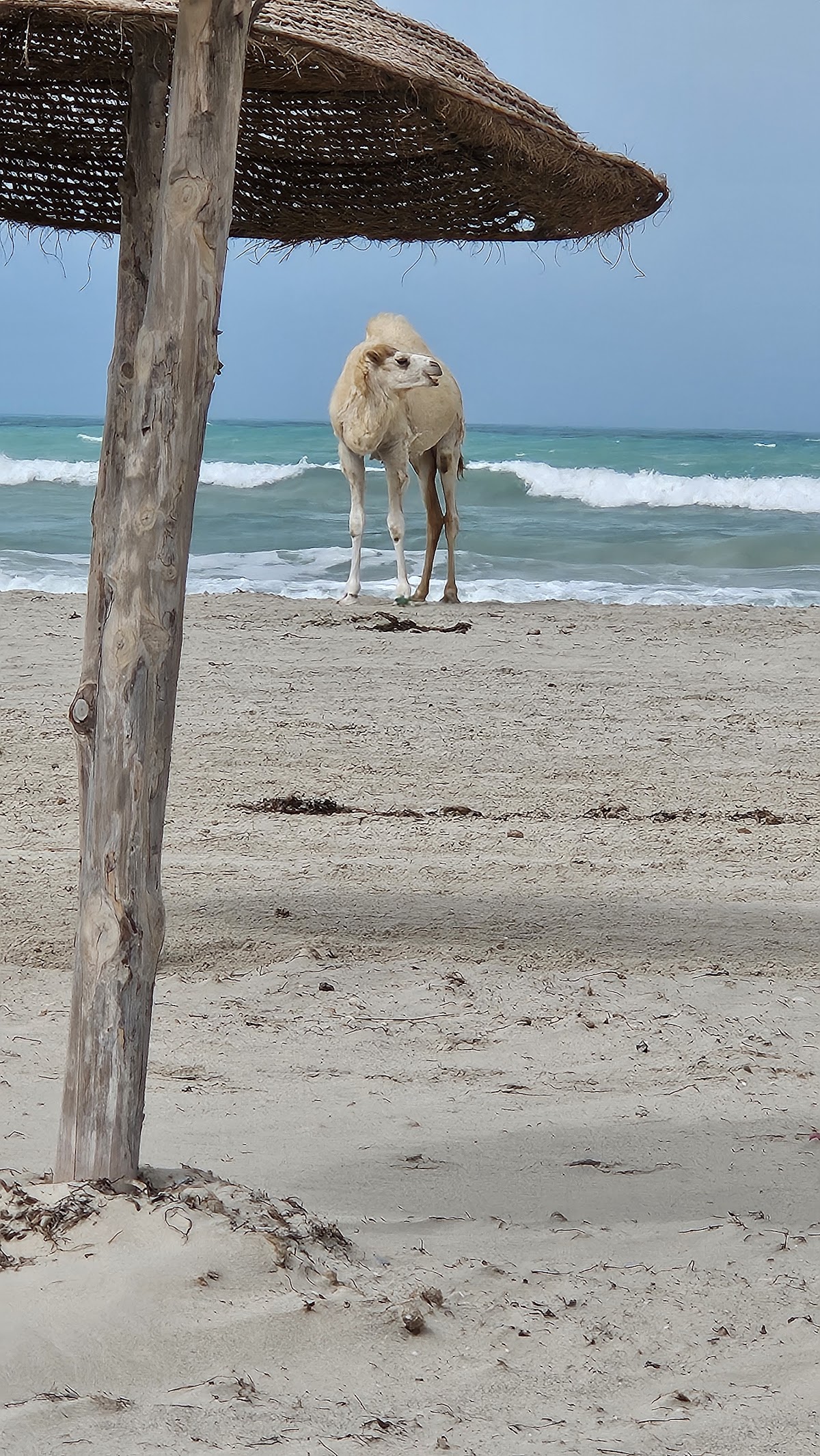 Open Tunisia Luxury Travel & Tourism — tour operator in 97 Avenue du koweit، الحمامات 8050, Tunisia – photo 5