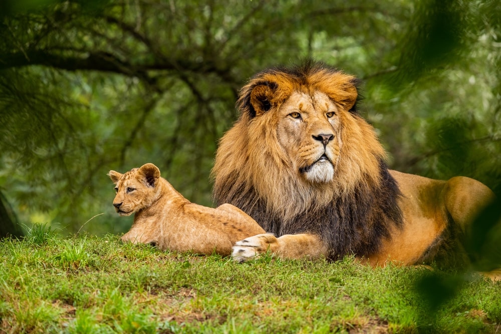 Wide Travel Deals International Ltd. | The Best Travel Agency in Uganda. — tour operator in Uganda – photo 6