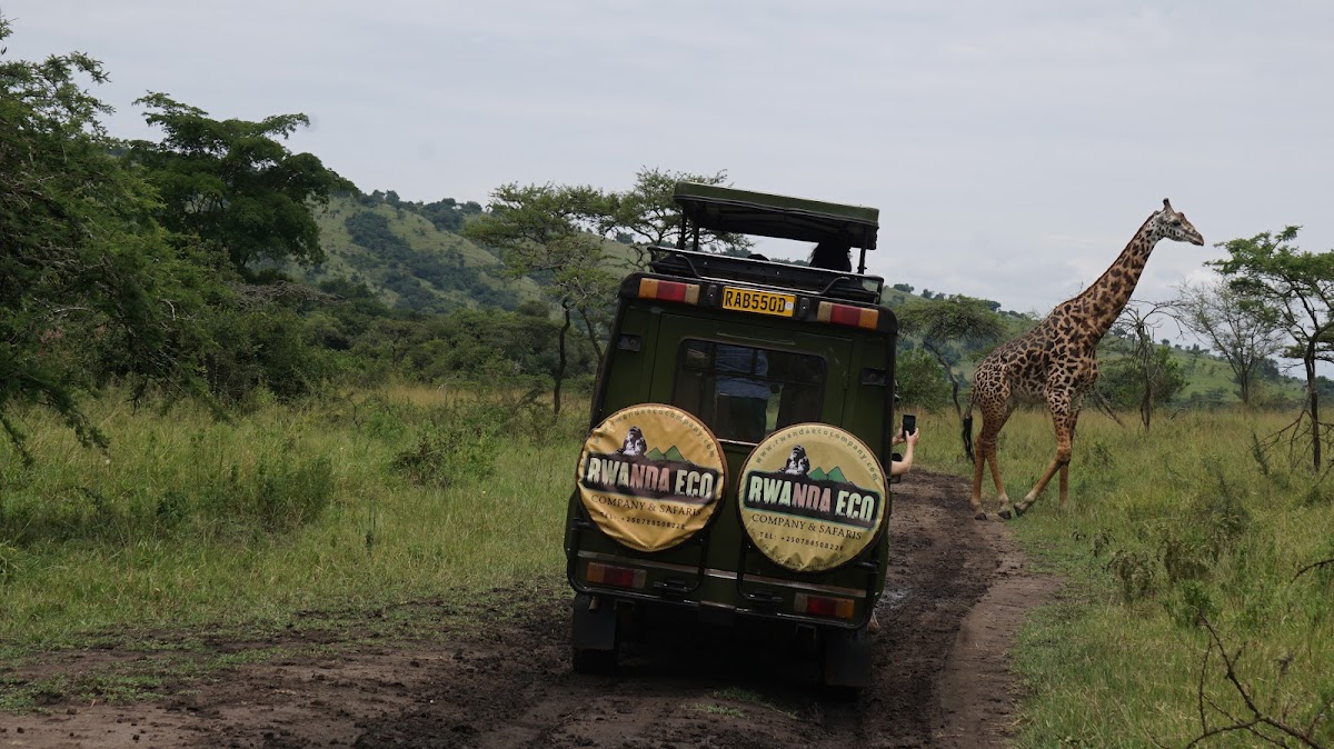 Rwanda Eco Company and Safaris — tour operator in KN 4 Ave, Rwanda – photo 4