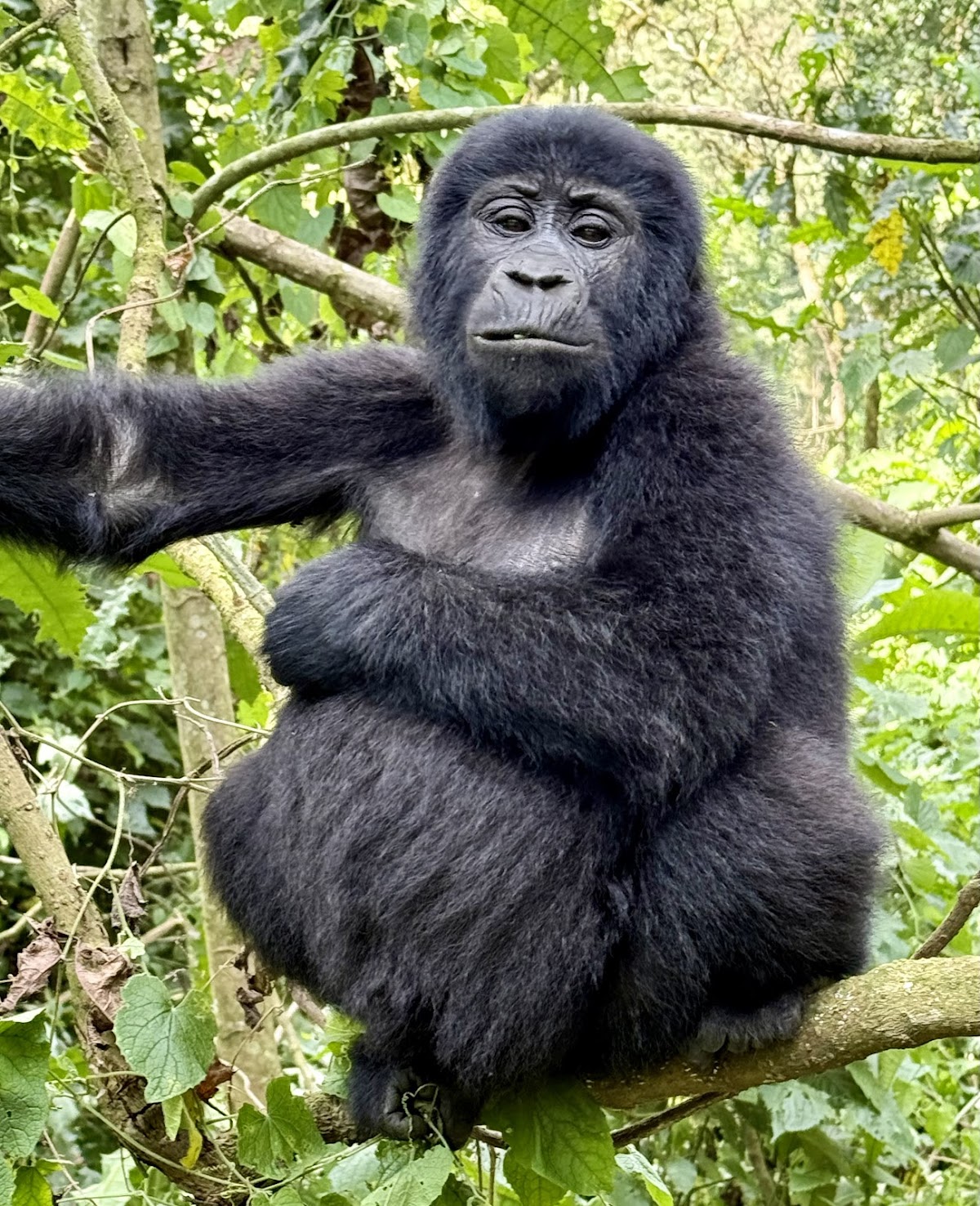 Rwanda Eco Company and Safaris — tour operator in KN 4 Ave, Rwanda – photo 3