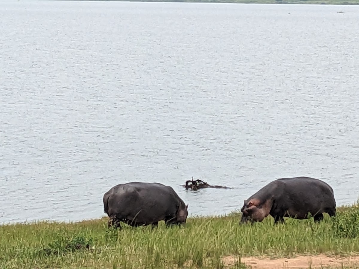 Rwanda Eco Company and Safaris — tour operator in KN 4 Ave, Rwanda – photo 6