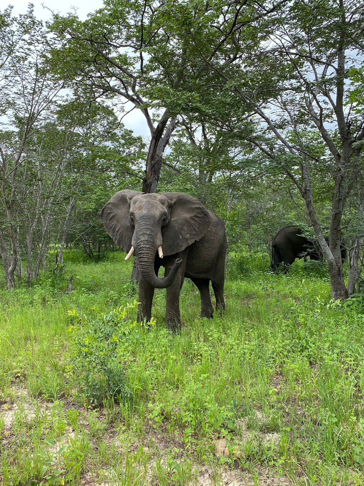 Moonlight Safaris — tour operator in UNIT 10 President Ave, Botswana – photo 2