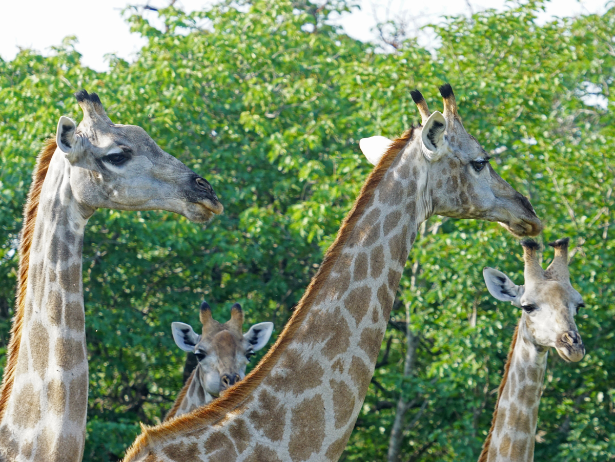 Moonlight Safaris — tour operator in UNIT 10 President Ave, Botswana – photo 6