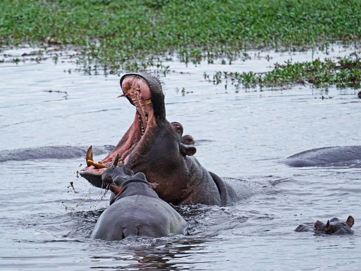 Moonlight Safaris — tour operator in UNIT 10 President Ave, Botswana – photo 5