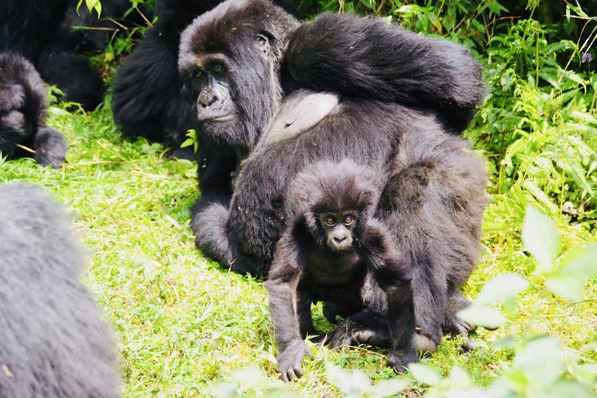 Rwanda Eco-Tours — tour operator in KN 3 Rd, Rwanda – photo 1