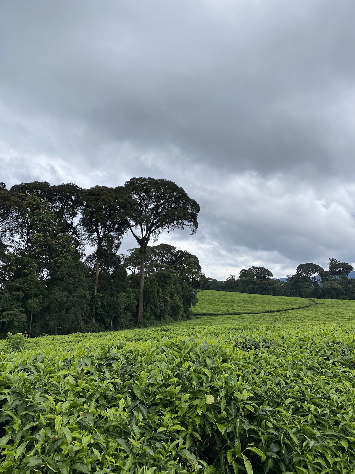 Rwanda Eco-Tours — tour operator in KN 3 Rd, Rwanda – photo 5