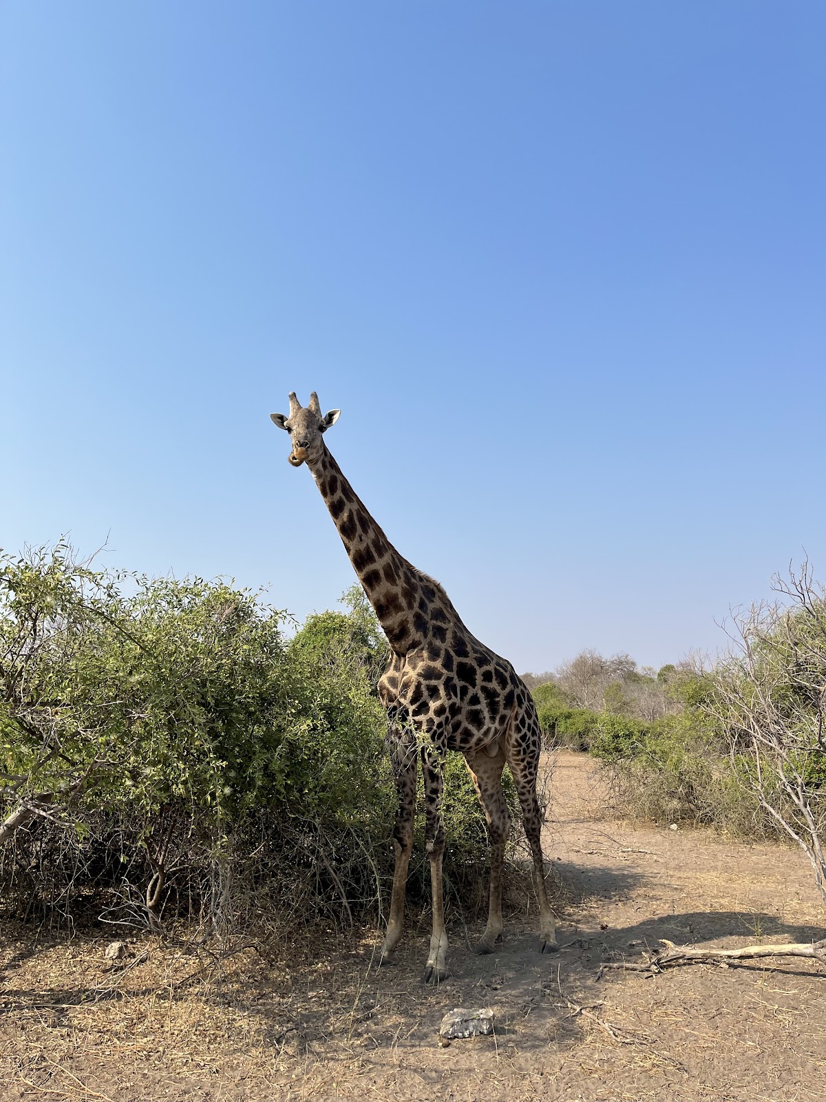 Savannah Adventures Safaris , Victoria Falls Zimbabwe — tour operator in 738 Adam Stander Dr, Zambia – photo 3