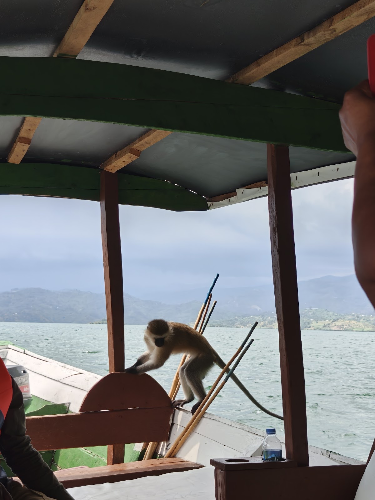 Blue Monkey Tours Rwanda, Boat tour agency, tour operator ,lake kivu boat, wildlife safari,gorilla trekking ,congo nile trail — tour operator in Rwanda – photo 5