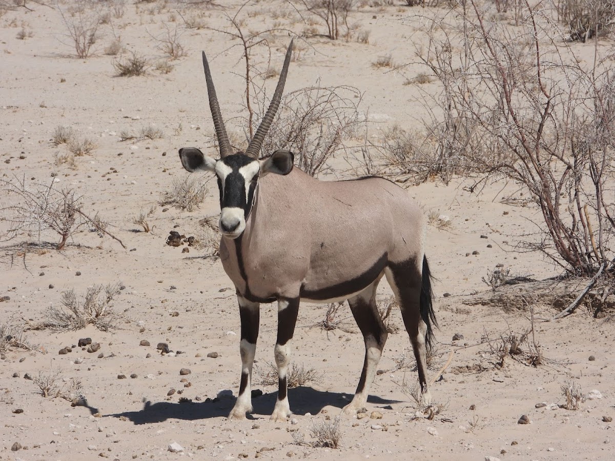 Wildlife Adventures Tours and Safari's Namibia CC — tour operator in Sand street, Namibia – photo 5