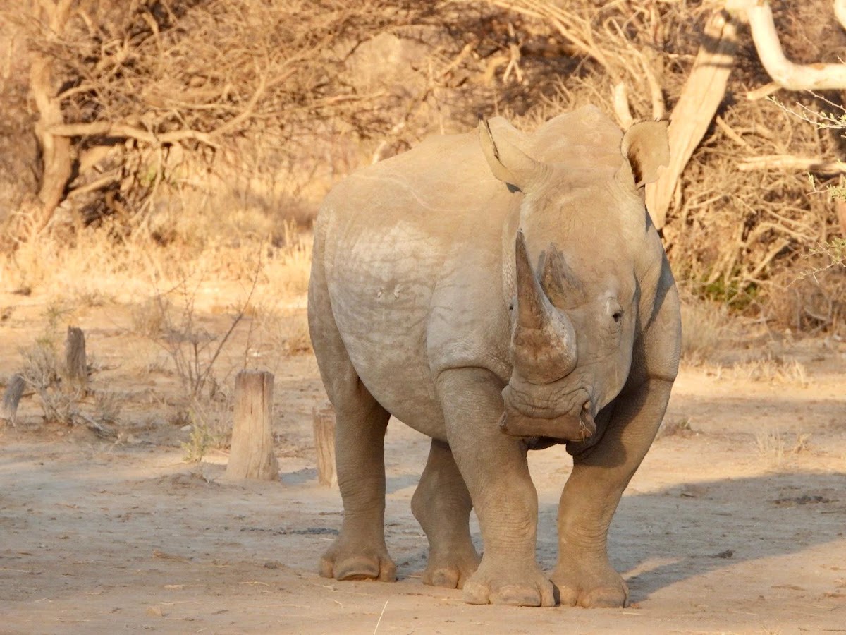 Wildlife Adventures Tours and Safari's Namibia CC — tour operator in Sand street, Namibia – photo 4