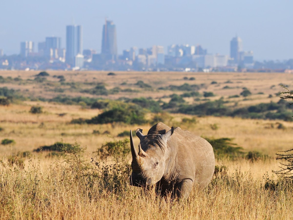 Safaris Kenya — tour operator in Magadi Road off Helena Road, Kenya – photo 2