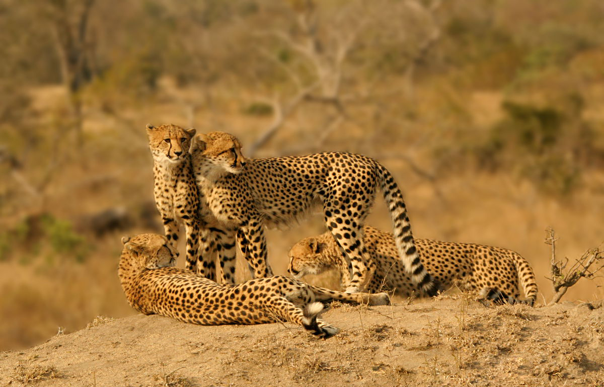 Safaris Kenya — tour operator in Magadi Road off Helena Road, Kenya – photo 3