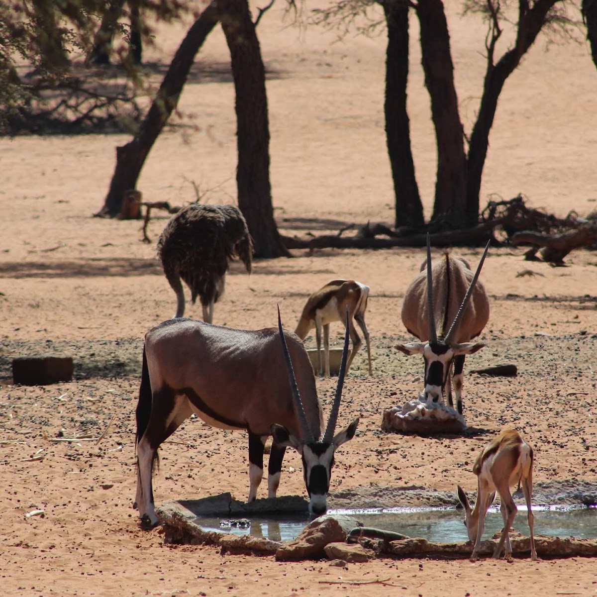 Zusammen Tours and Travel Agency — tour operator in 429 Garnet St, Namibia – photo 4
