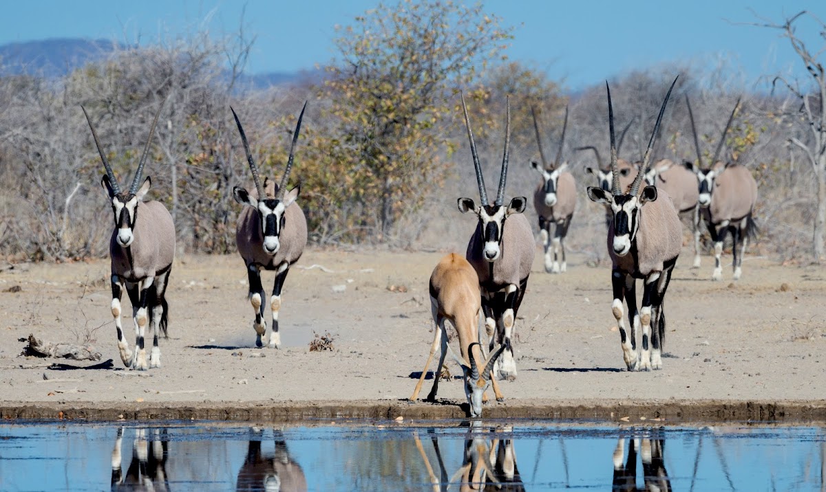 Annes Luxury Travel — tour operator in 14 General Murtala Muhammed Rd, Namibia – photo 4