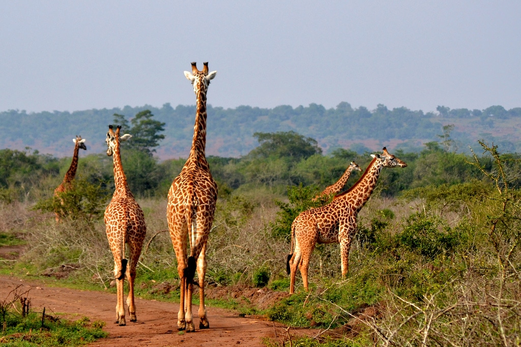 Joe Wanderlust — tour operator in KN 4 Ave, Rwanda – photo 3