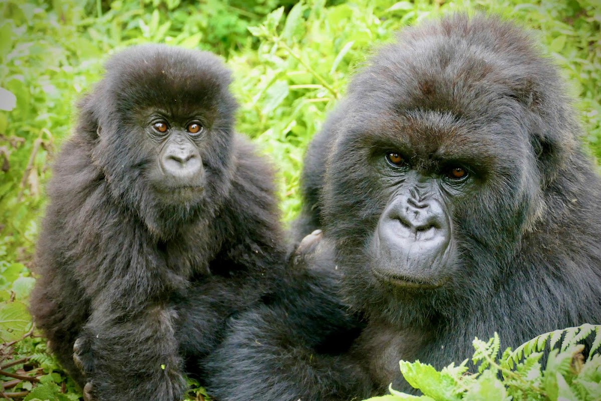 Joe Wanderlust — tour operator in KN 4 Ave, Rwanda – photo 1