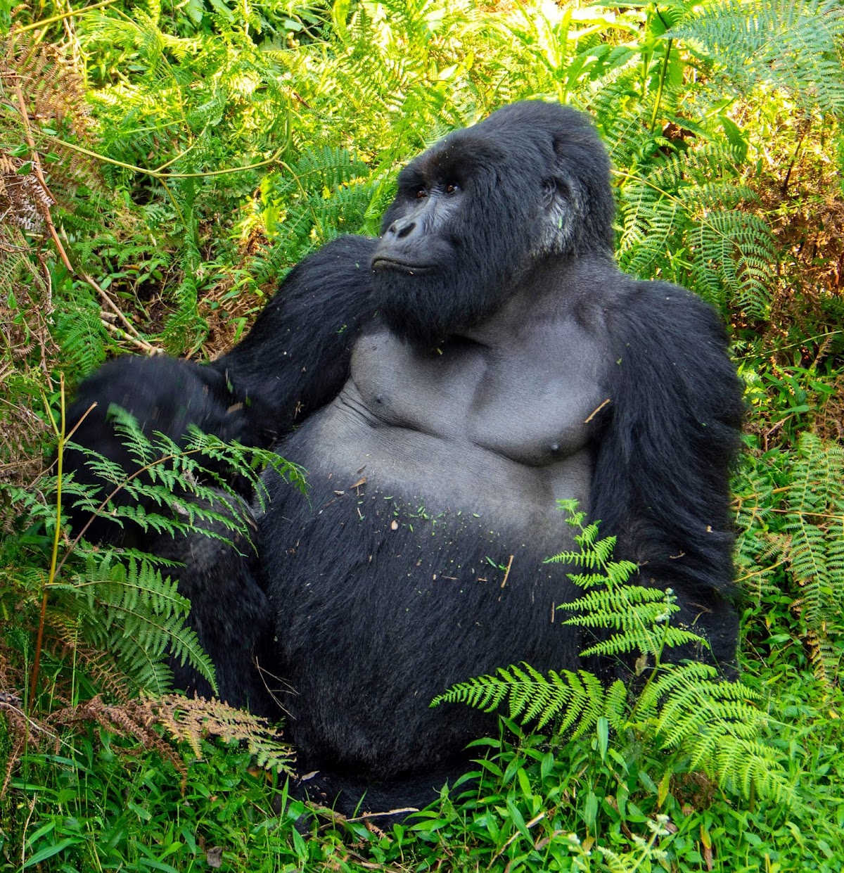 Joe Wanderlust — tour operator in KN 4 Ave, Rwanda – photo 4