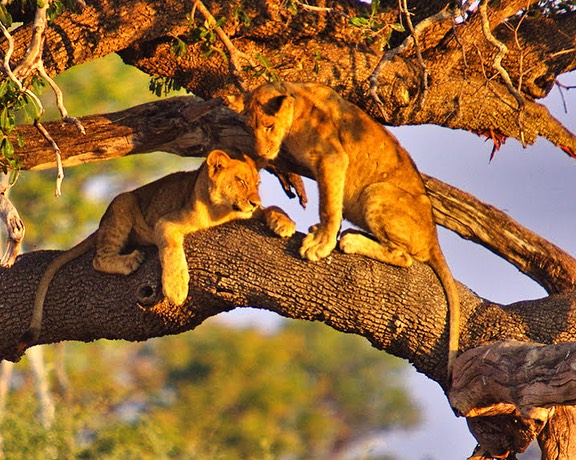 ZamWander Safaris — tour operator in Africa, Zambia – photo 4