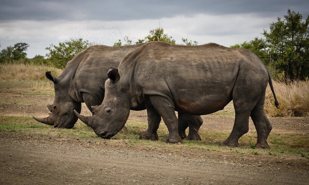 ZamWander Safaris — tour operator in Africa, Zambia – photo 6