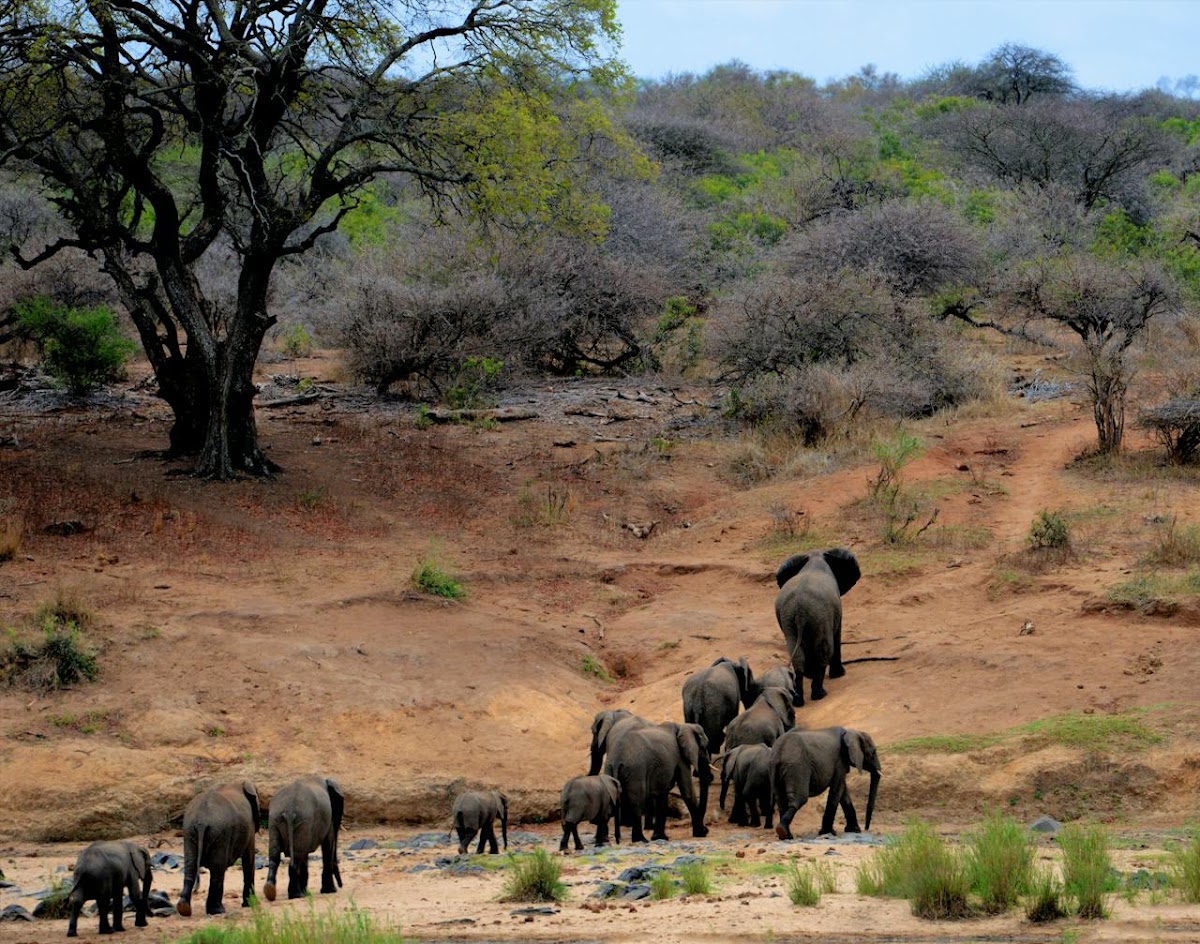 ZamWander Safaris — tour operator in Africa, Zambia – photo 2