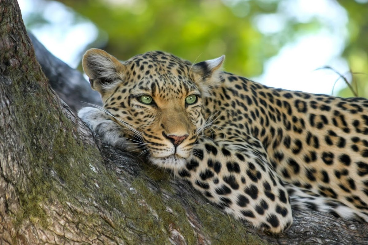 ZamWander Safaris — tour operator in Africa, Zambia – photo 5