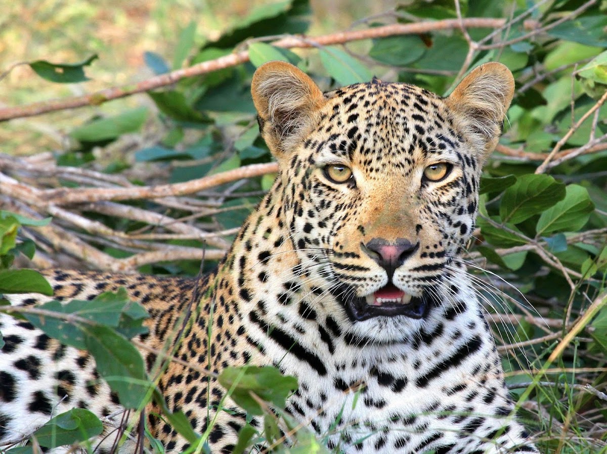 ZamWander Safaris — tour operator in Africa, Zambia – photo 1