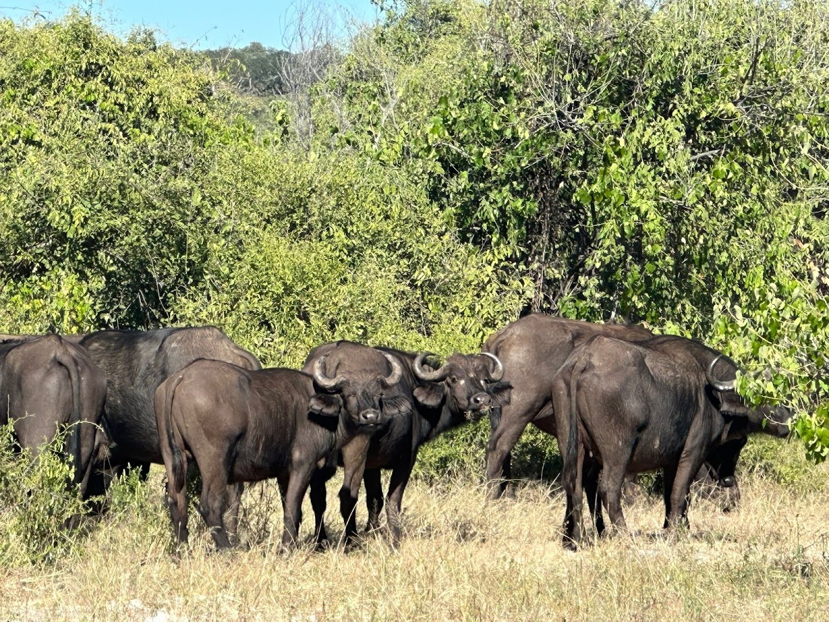 Exec Africa Travel And Tours — tour operator in 6596 Mkhosana, Zimbabwe – photo 5