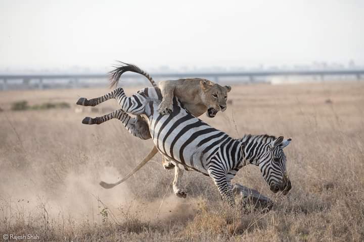 Extra Miles Unique Adventures — tour operator in Old Mombasa Rd, Kenya – photo 1