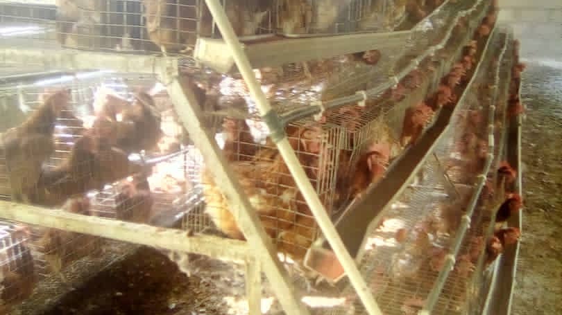 Poultry farming — tour operator in Gusau 632101, Nigeria – photo 1