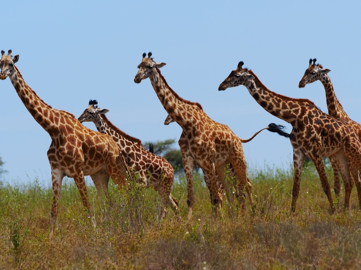 Serengeti Wakanda Tours and Safaris — tour operator in Njiro Rd, Tanzania – photo 2