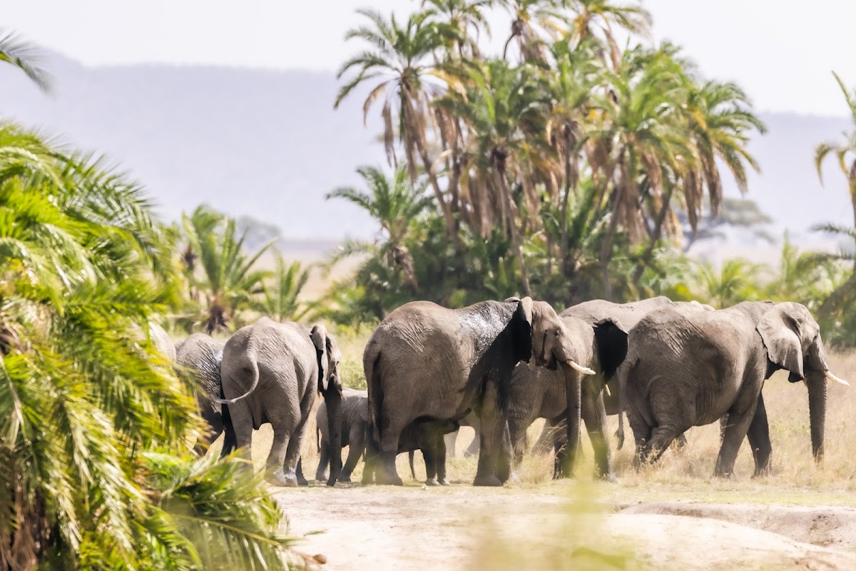 Serengeti Wakanda Tours and Safaris — tour operator in Njiro Rd, Tanzania – photo 3