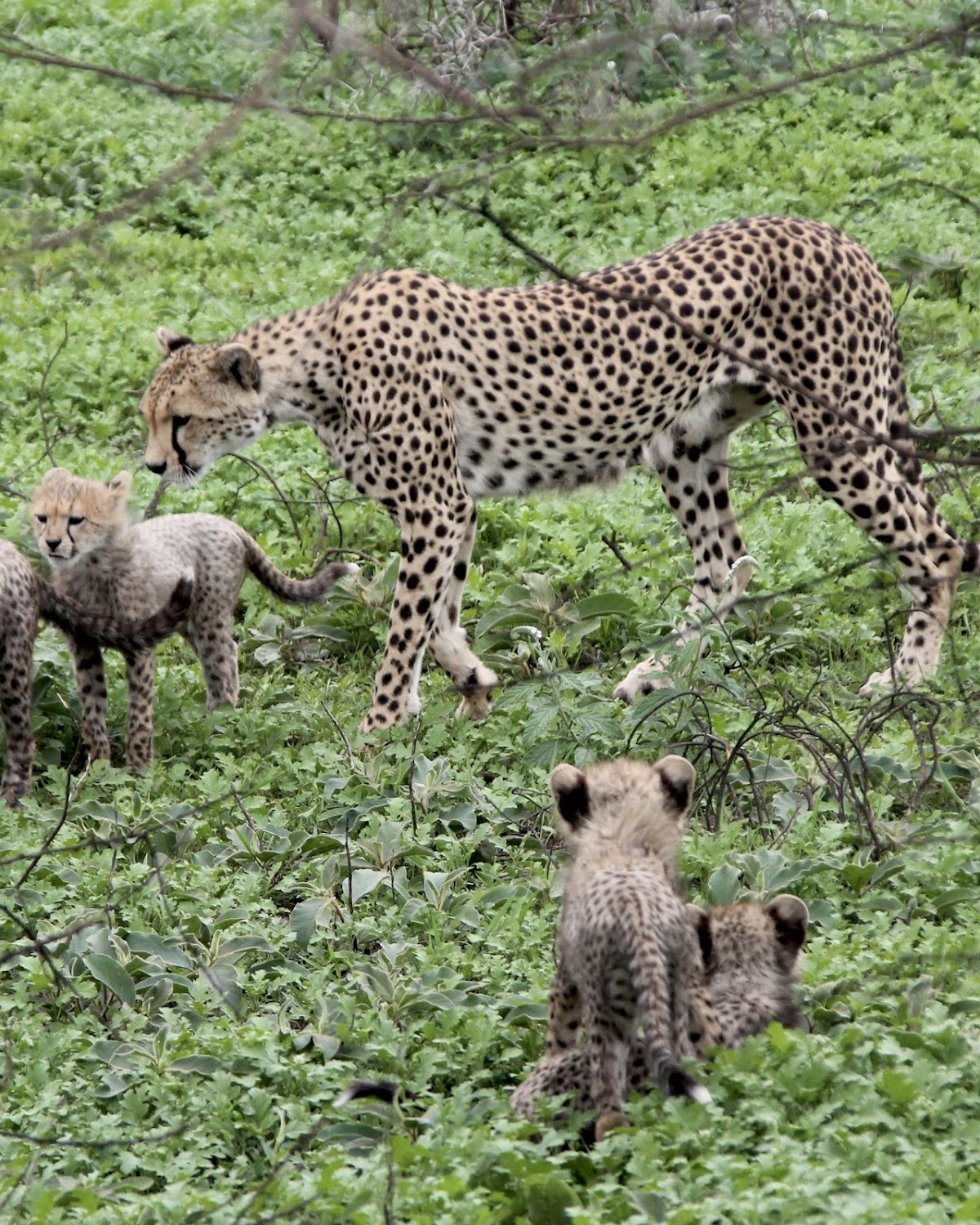 Serengeti Wakanda Tours and Safaris — tour operator in Njiro Rd, Tanzania – photo 6