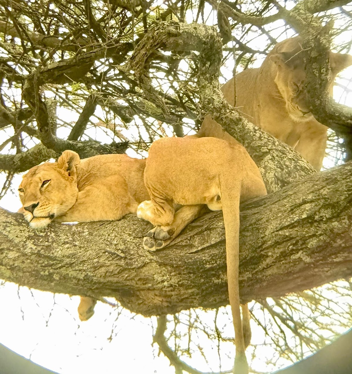 Serengeti Wakanda Tours and Safaris — tour operator in Njiro Rd, Tanzania – photo 5